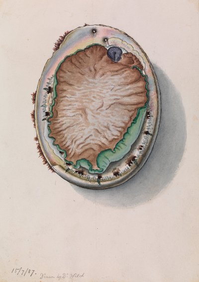 Green-lipped Abalone, Haliotis laevigata by John James Wild